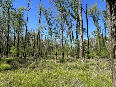 Hardwood hunting land for sale on Ouachita River near Camden, AR - image 6