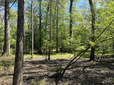Hardwood hunting land for sale on Ouachita River near Camden, AR - image 8