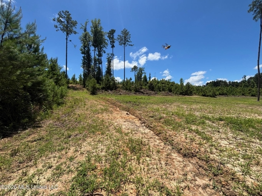 222 Acres Crosby MS Timberland | Near Louisiana