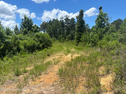 222 Acres Crosby MS Timberland | Near Louisiana