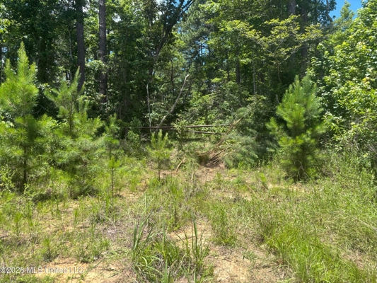 222 Acres Crosby MS Timberland | Near Louisiana