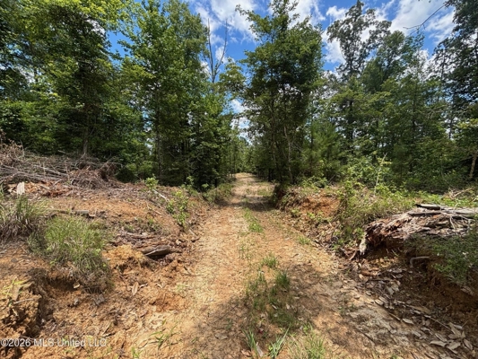 222 Acres Crosby MS Timberland | Near Louisiana