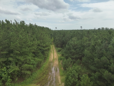 Diverse Pine Timberland W/ Hwy for Sale in Lafayette Co., AR - image 9