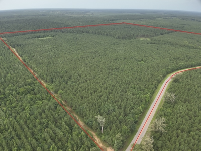 Diverse Pine Timberland W/ Hwy for Sale in Lafayette Co., AR - image 4