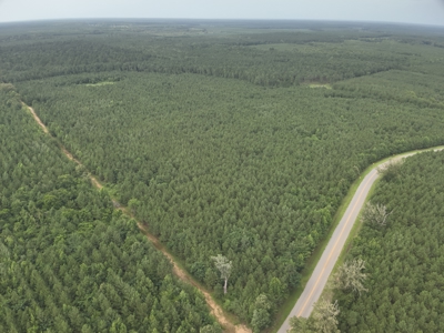 Diverse Pine Timberland W/ Hwy for Sale in Lafayette Co., AR - image 12