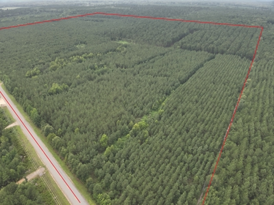 Diverse Pine Timberland W/ Hwy for Sale in Lafayette Co., AR - image 1