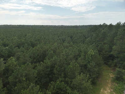Diverse Pine Timberland W/ Hwy for Sale in Lafayette Co., AR - image 5