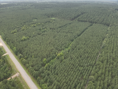 Diverse Pine Timberland W/ Hwy for Sale in Lafayette Co., AR - image 15