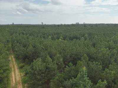Diverse Pine Timberland W/ Hwy for Sale in Lafayette Co., AR - image 6