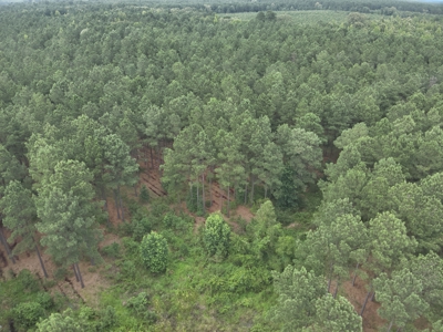 Diverse Pine Timberland W/ Hwy for Sale in Lafayette Co., AR - image 10