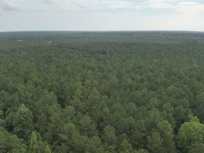 Diverse Pine Timberland W/ Hwy for Sale in Lafayette Co., AR - image 11