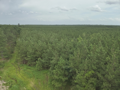 Diverse Pine Timberland W/ Hwy for Sale in Lafayette Co., AR - image 7