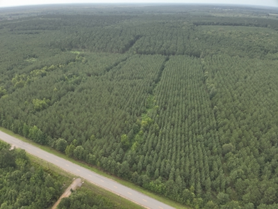 Diverse Pine Timberland W/ Hwy for Sale in Lafayette Co., AR - image 14
