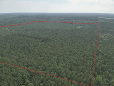Diverse Pine Timberland W/ Hwy for Sale in Lafayette Co., AR - image 2