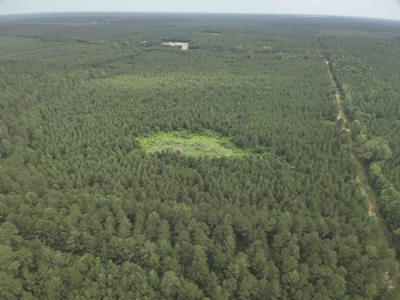 Diverse Pine Timberland W/ Hwy for Sale in Lafayette Co., AR - image 13