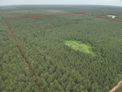 Diverse Pine Timberland W/ Hwy for Sale in Lafayette Co., AR - image 3