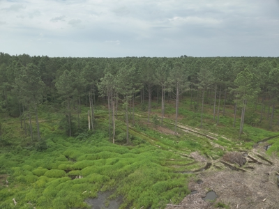 Diverse Pine Timberland W/ Hwy for Sale in Lafayette Co., AR - image 8