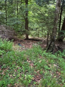 25 Acres and Off-Grid Cabin For Sale In Little Falls, NY - image 9