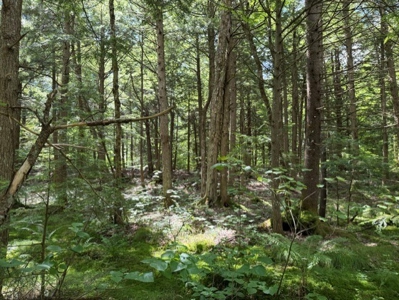 25 Acres and Off-Grid Cabin For Sale In Little Falls, NY - image 14