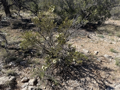 3 Off Grid Acres in Bridge Canyon Just over 5400 ft Elevation - image 22