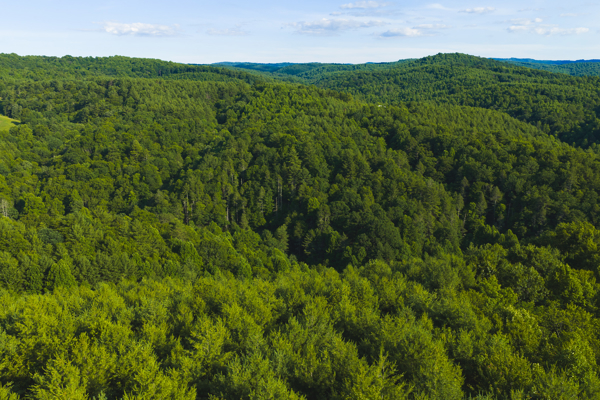 Wooded Acreage for Sale in Willis, VA!
