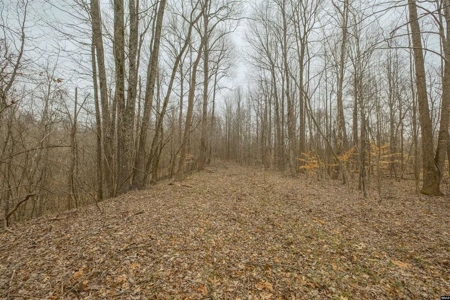 69 Acre Hunting Land for Sale in Lauderdale County, TN - image 14