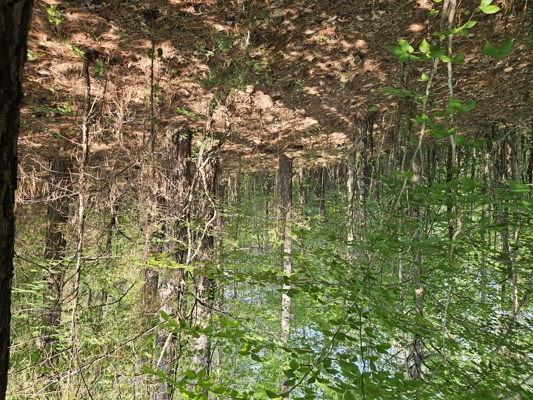 Land for Sale in Ferrum Virginia