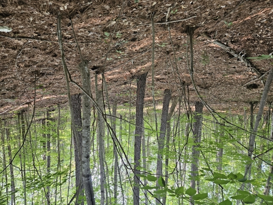 Land for Sale in Ferrum Virginia