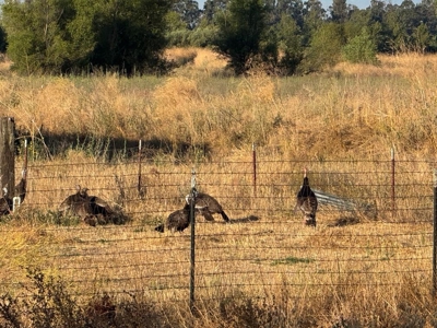 Organic 320 Acres of Farmland in Northern CA with Homes for Sale - image 24