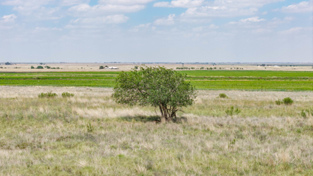 354.2+/- Acres CRP Hunting Ranch Land in Lamb County, Texas - image 16