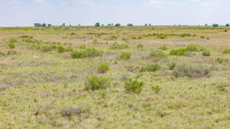 354.2+/- Acres CRP Hunting Ranch Land in Lamb County, Texas - image 15