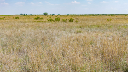 354.2+/- Acres CRP Hunting Ranch Land in Lamb County, Texas - image 40