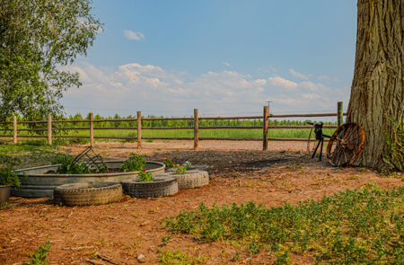79+/- Acre Colorado Horse Property with 56 Shares, Pond & Pasture - image 11