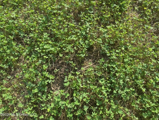 35 Acres for Sale in Pelahatchie, MS | Rankin County