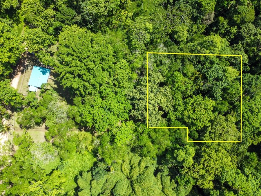 Beautiful Titled Jungle Lot Bluff Beach 2