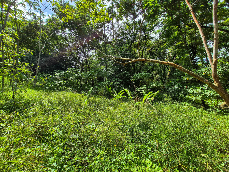 Beautiful Titled Jungle Lot Bluff Beach 6
