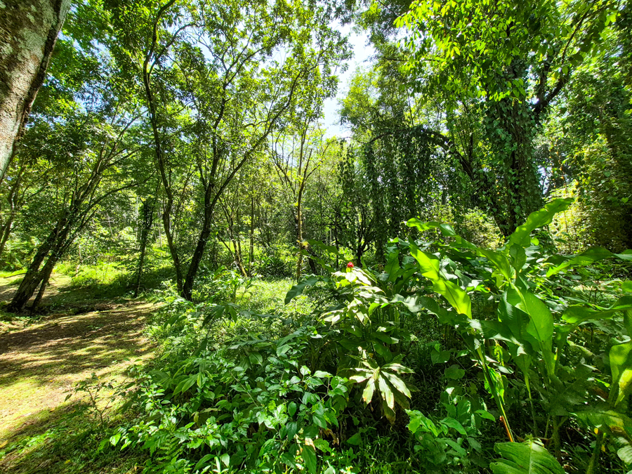 Beautiful Titled Jungle Lot Bluff Beach 4
