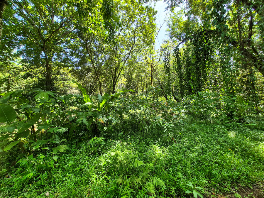 Beautiful Titled Jungle Lot Bluff Beach 5