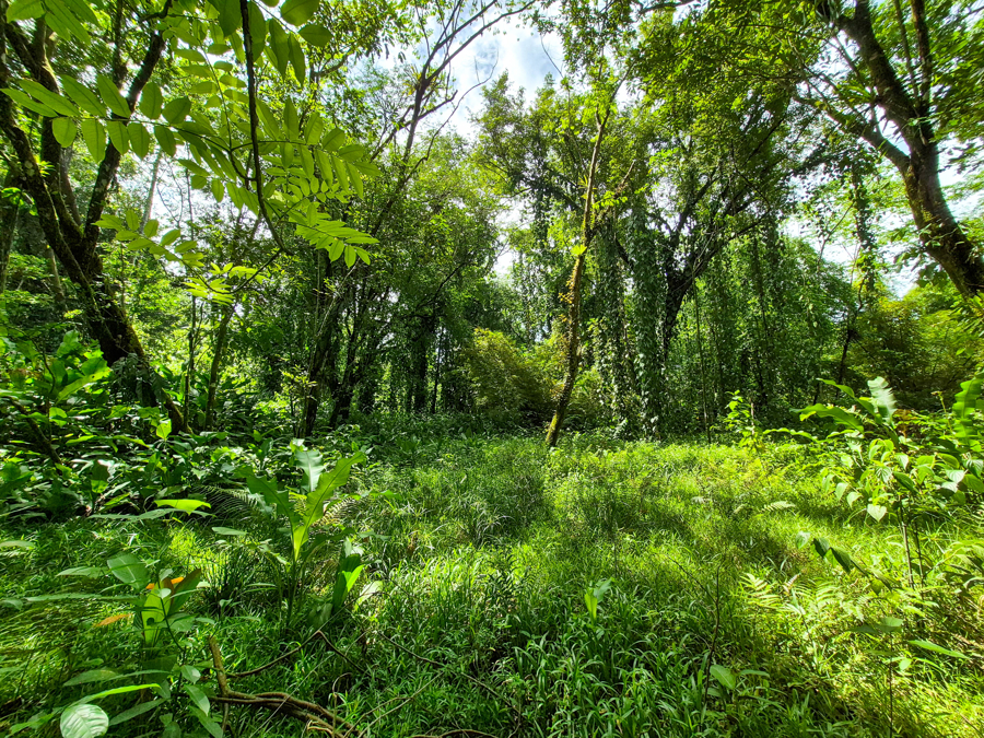 Beautiful Titled Jungle Lot Bluff Beach 7