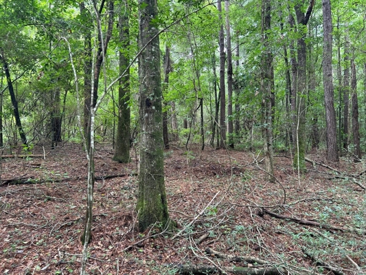 Tuckers Crossing 31 - Land for Sale Jones County, MS