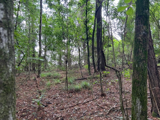 Tuckers Crossing 31 - Land for Sale Jones County, MS