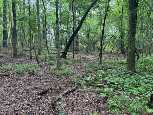 Tuckers Crossing 31 - Land for Sale Jones County, MS