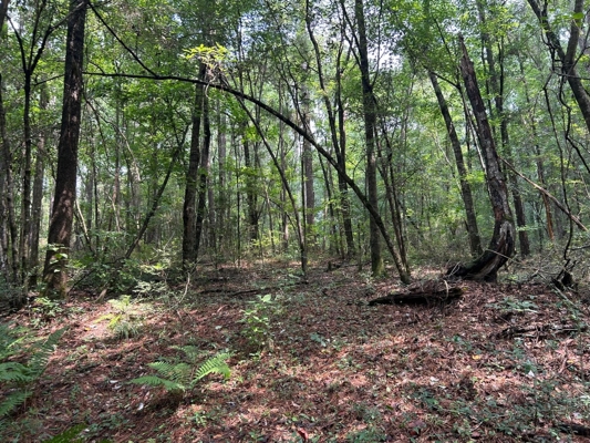 Tuckers Crossing 31 - Land for Sale Jones County, MS