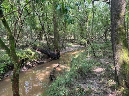 Tuckers Crossing 31 - Land for Sale Jones County, MS
