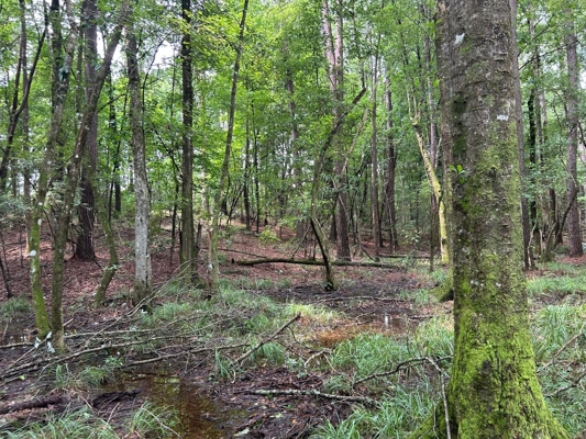 Tuckers Crossing 31 - Land for Sale Jones County, MS
