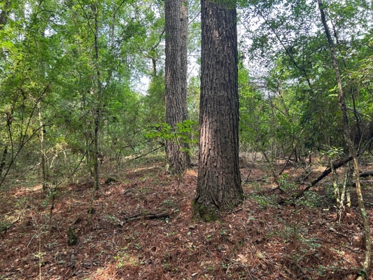 Tuckers Crossing 31 - Land for Sale Jones County, MS