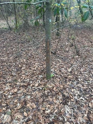 Hunting Property with Hwy and Creek Frontage