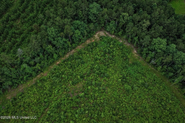 63.75 AC Amite County, MS Hunting Property
