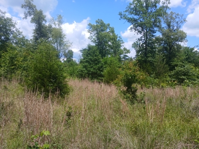 34 Acres of Premier Whitetail Hunting in SE Oklahoma - image 38