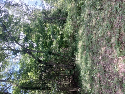 34 Acres of Premier Whitetail Hunting in SE Oklahoma - image 22